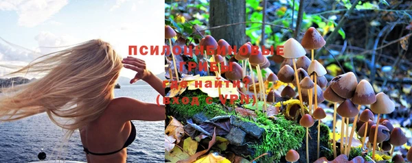 стафф Вязьма